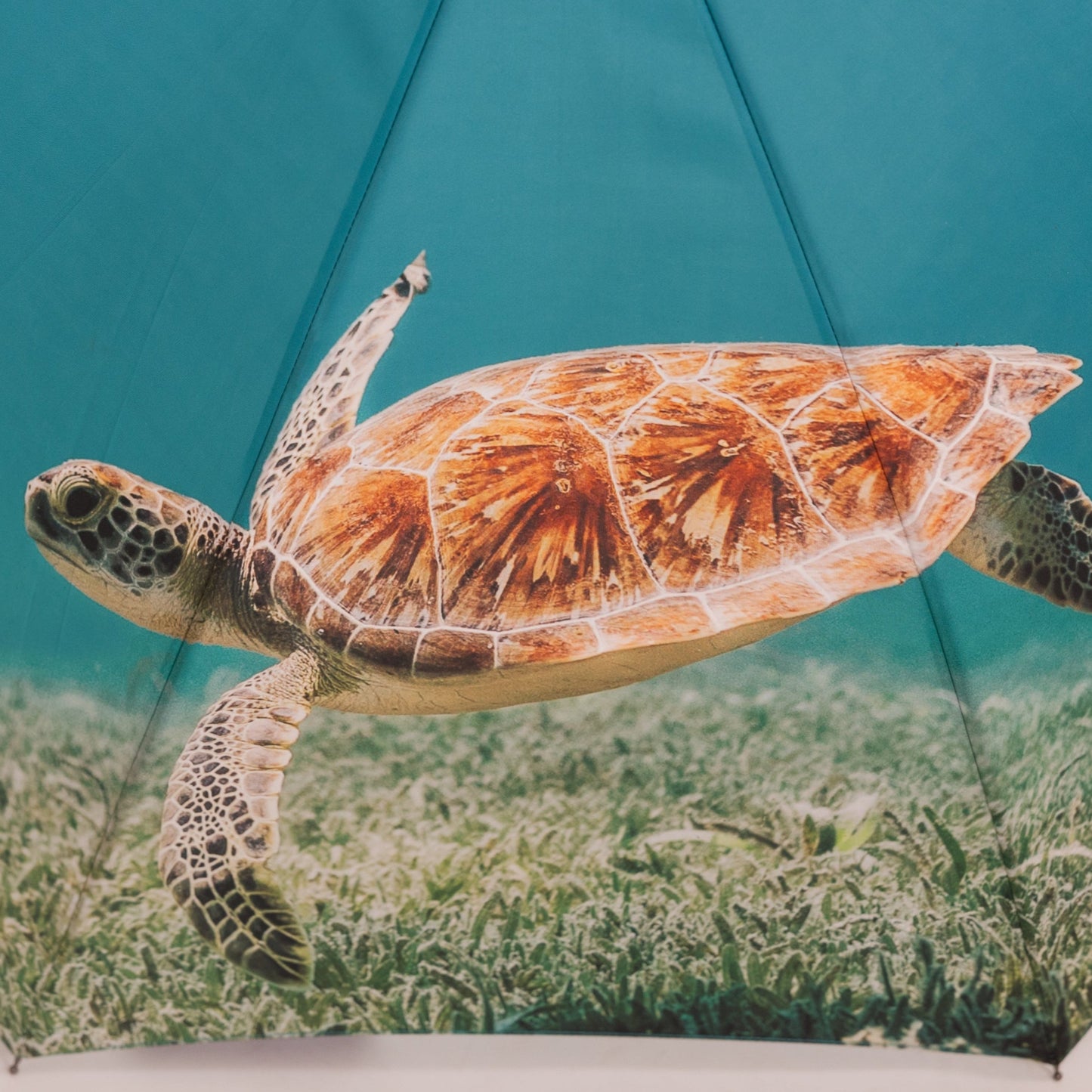 sea turtle umbrella ocean plastic